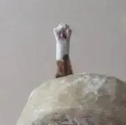 suzeの画像
