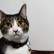 きじねこ