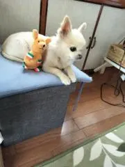 コテツの画像