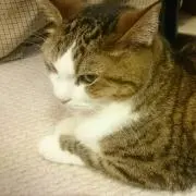 ぽんぽん