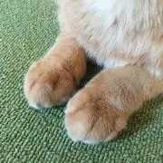 あずの画像