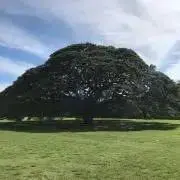Yonexの画像