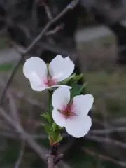 くものいと