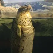 かのの画像