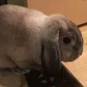 ことり
