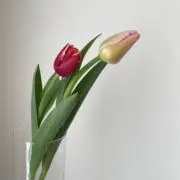 monopeの画像