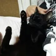 猫海