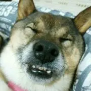 〈プロフ見てね　柴犬の画像
