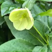 花花