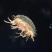 まんじゅう