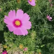 ♡りんごあめ♡の画像