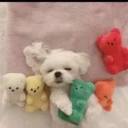 inuの画像