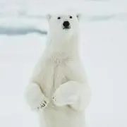 あんの画像