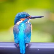 blue birdの画像