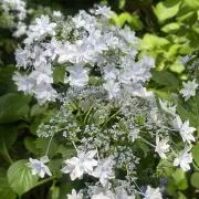 jacarandaの画像