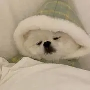 もやしの画像