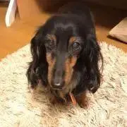 ちーちゃんの画像