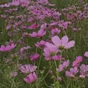 みどりの画像