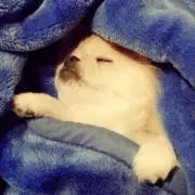 ほねの画像