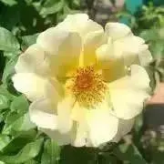 Mizの画像