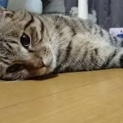 ココナッツ