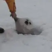 そちの画像