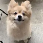 こまごまピペットの画像