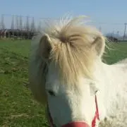 抹茶エビの画像