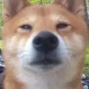 柴犬コロの画像