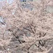 さくらの画像