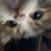 ぴんくの画像