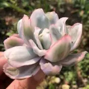 ド)ケイメイ★速達おすすめの画像