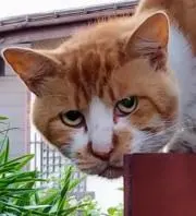 DARの画像