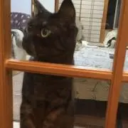 もぐら猫