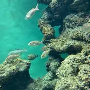 ガラピコの画像