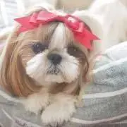 Ricoの画像