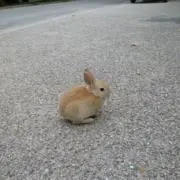 マの画像