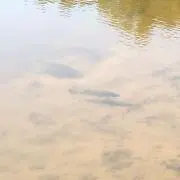 N.P