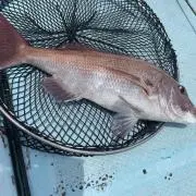タイラバガールの画像