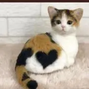 UA