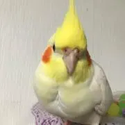 かわしま