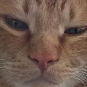 Chataraの画像