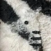 しまうまの画像