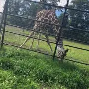 ぽにょ