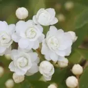 らら