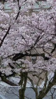 あみの画像