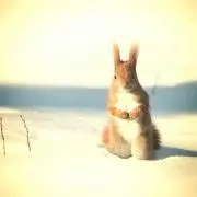 ちっぷの画像