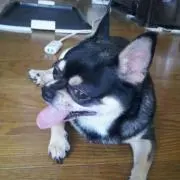 テンテン