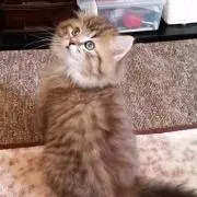 ママ姉