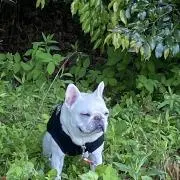 JOYの画像